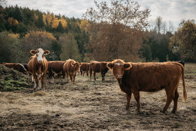 The Story Behind Our Local & Natural Beef: Martin's Family Farm