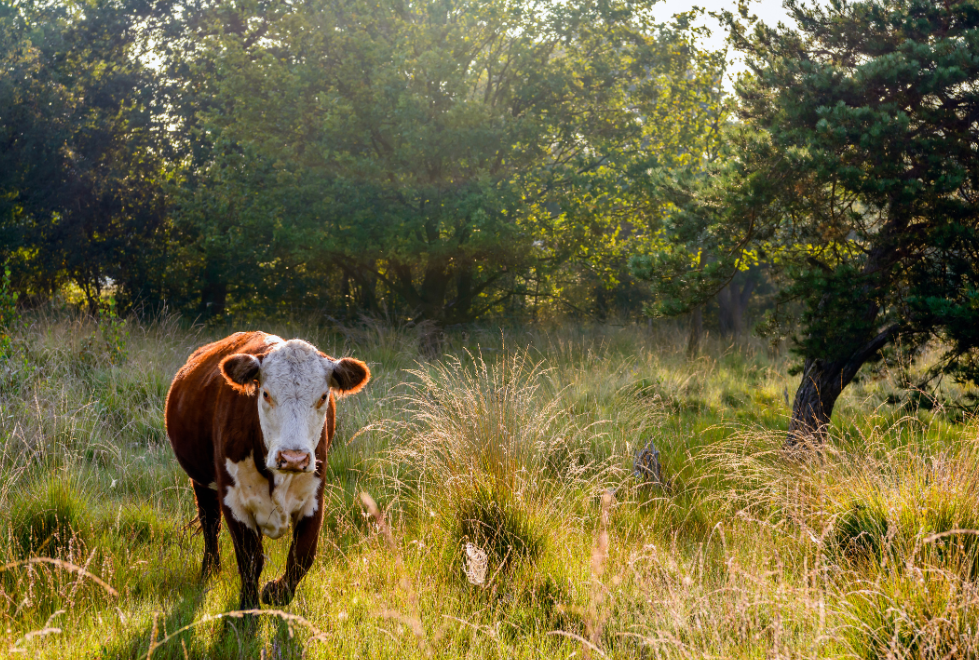 Organic Beef