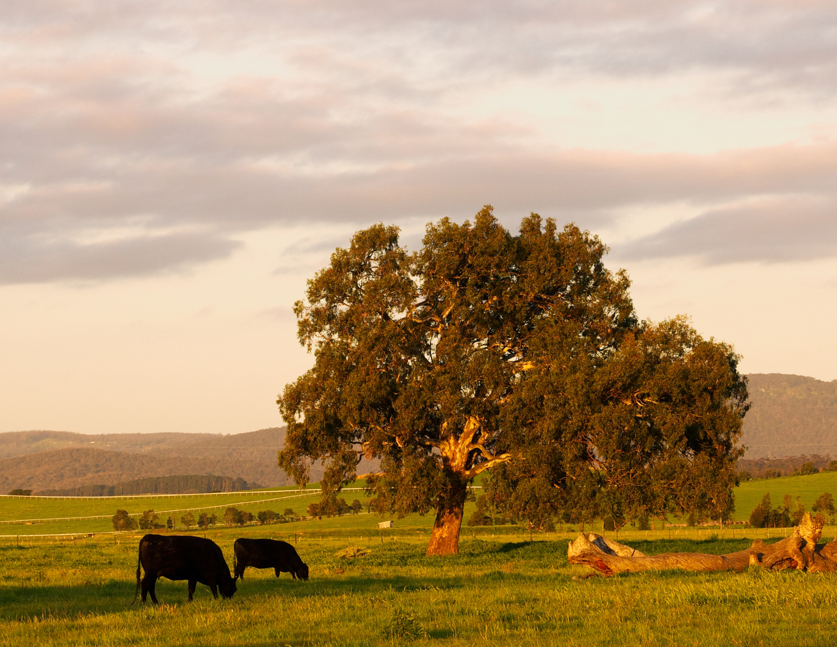 Spanish Galician Beef