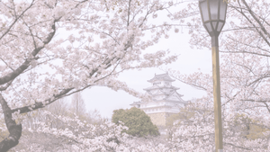 Cherry blossom trees in full bloom framing a traditional Japanese castle in the background, with a street lamp and a Premium Japanese Wagyu logo in the corner.